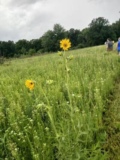 Searls Park - Rockford, IL