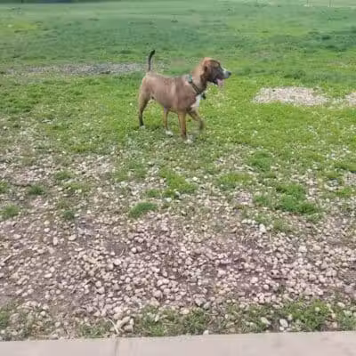 Searls Park - Rockford, IL