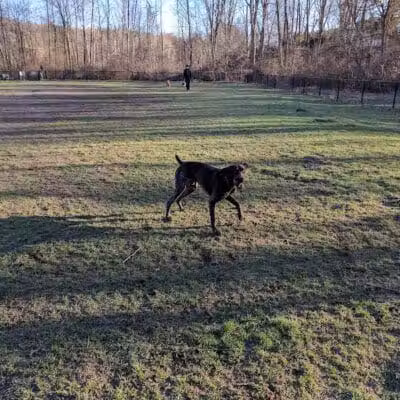 Rockford Dog Park - Rockford, MI