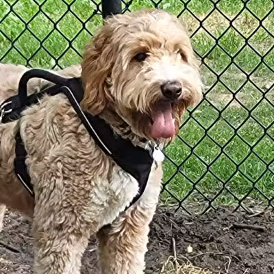 Rockford Dog Park - Rockford, MI