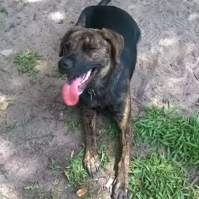 Rockford Dog Park - Rockford, MI