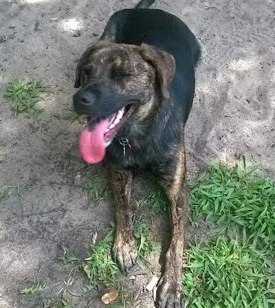 Rockford Dog Park - Rockford, MI