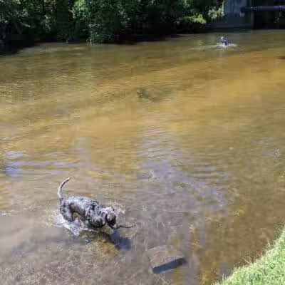 Rockford Dog Park - Rockford, MI