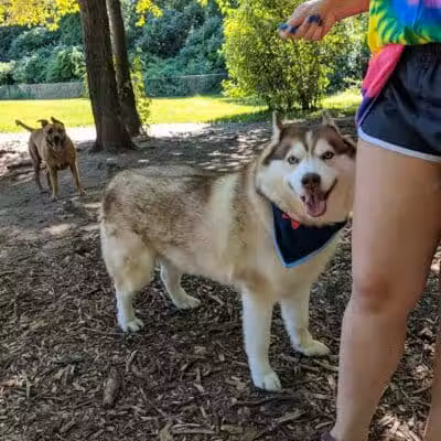 Rockford Dog Park - Rockford, MI