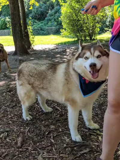 Rockford Dog Park - Rockford, MI