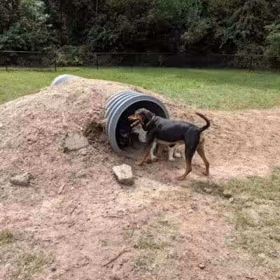 Rockford Dog Park - Rockford, MI