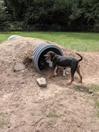 Rockford Dog Park - Rockford, MI