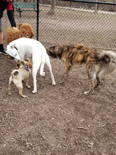 Rockford Dog Park - Rockford, MI