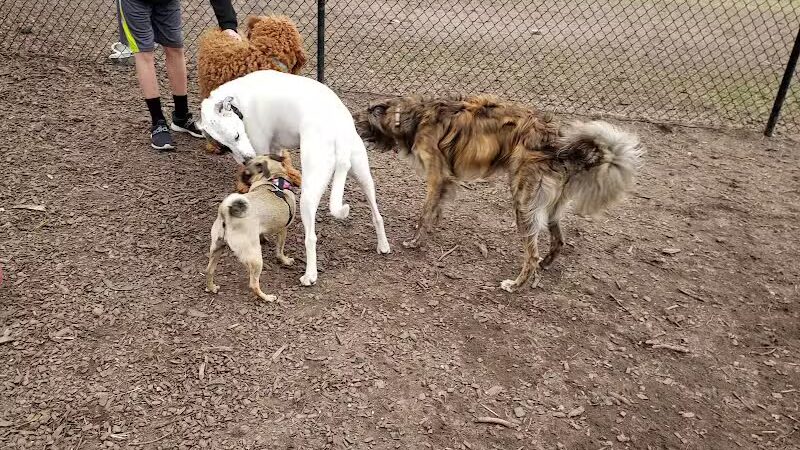 Rockford Dog Park - Rockford, MI
