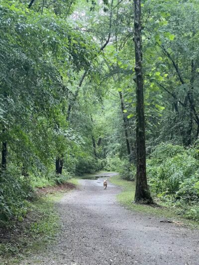 Hitchcock Creek Trail - Rockingham, NC
