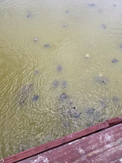 Rockport Dog Park - Rockport, TX