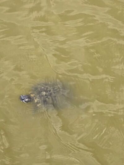 Rockport Dog Park - Rockport, TX