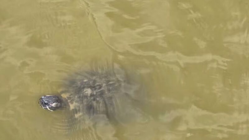 Rockport Dog Park - Rockport, TX