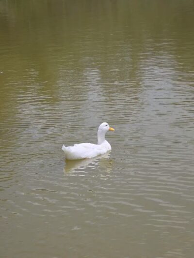 Rockport Dog Park - Rockport, TX