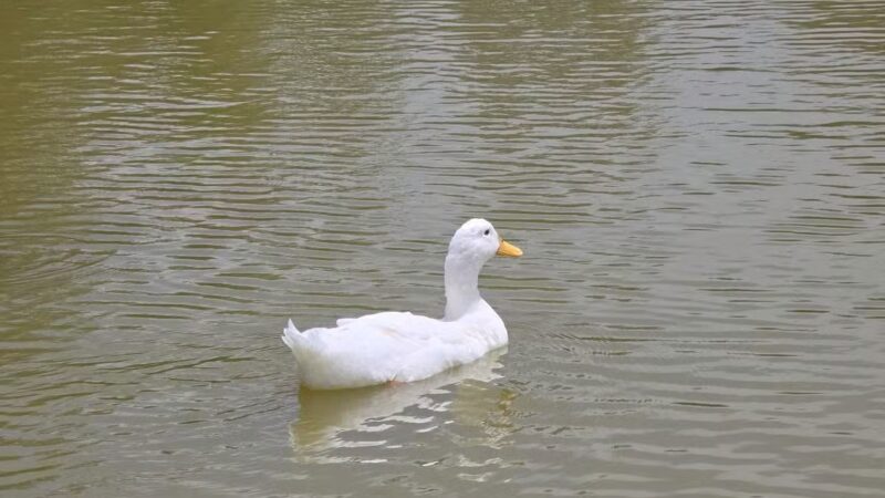Rockport Dog Park - Rockport, TX