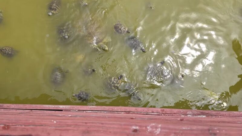 Rockport Dog Park - Rockport, TX