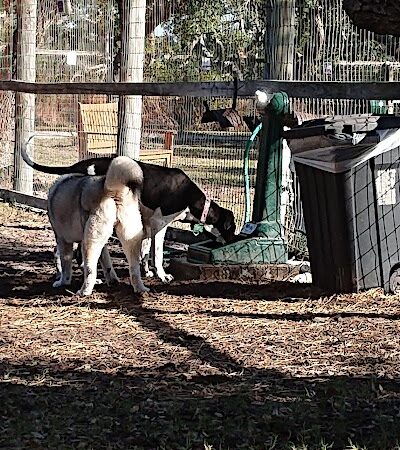 Rockport Dog Park - Rockport, TX