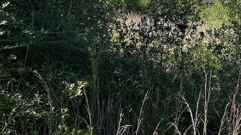 Rockport Dog Park - Rockport, TX