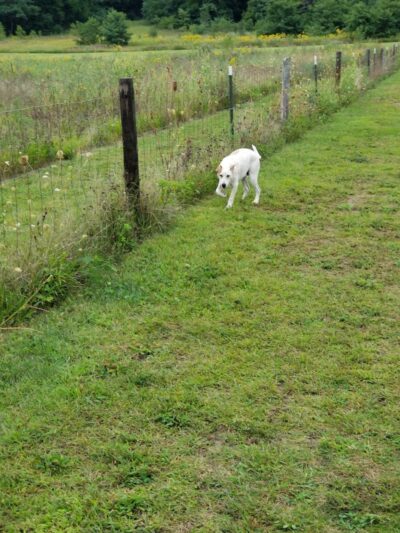 Barkwood Dog Park - Rockton, IL