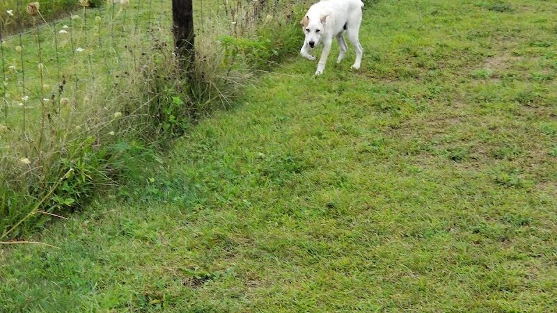 Barkwood Dog Park - Rockton, IL