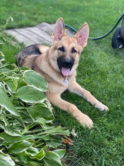 Barkwood Dog Park - Rockton, IL