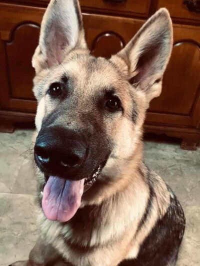 Barkwood Dog Park - Rockton, IL