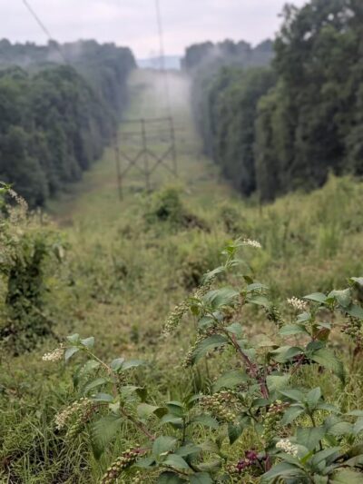 Laurel Ridge State Park - Rockwood, PA