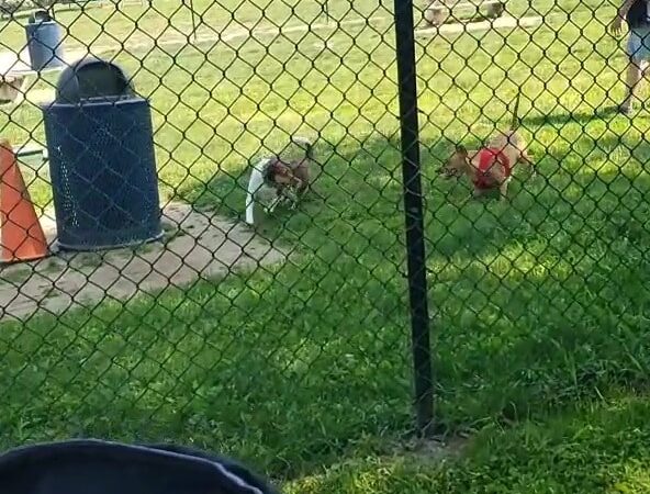 Rocky Hill Dog Park - Rocky Hill, CT