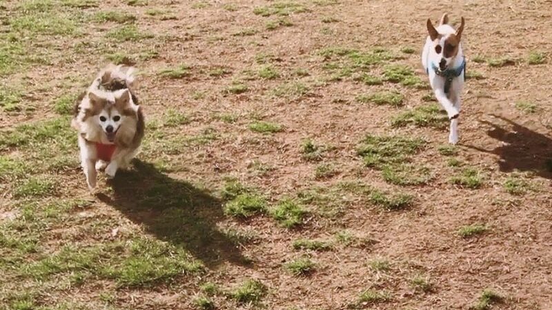 Rocky Hill Dog Park - Rocky Hill, CT