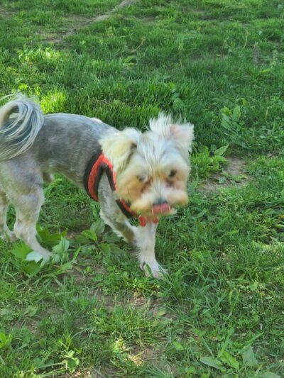 Rocky Hill Dog Park - Rocky Hill, CT