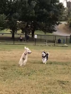 Rocky Hill Dog Park - Rocky Hill, CT