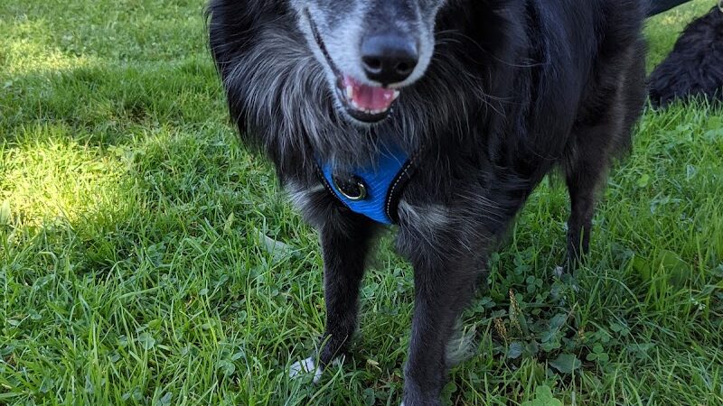 Rocky Hill Dog Park - Rocky Hill, CT