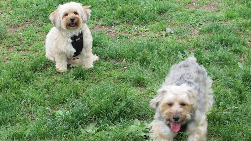 Rocky Hill Dog Park - Rocky Hill, CT