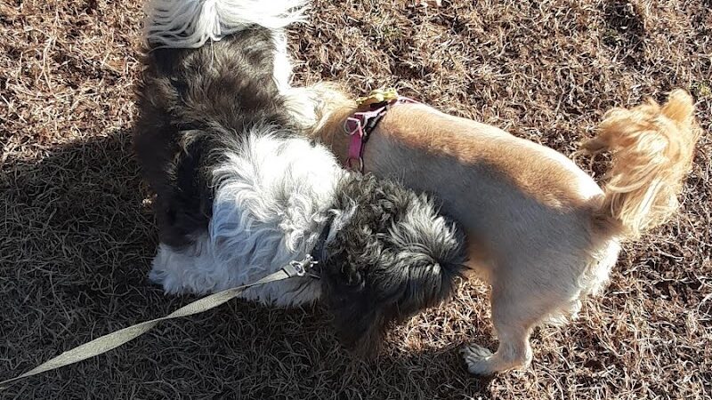 Rocky Hill Dog Park - Rocky Hill, CT