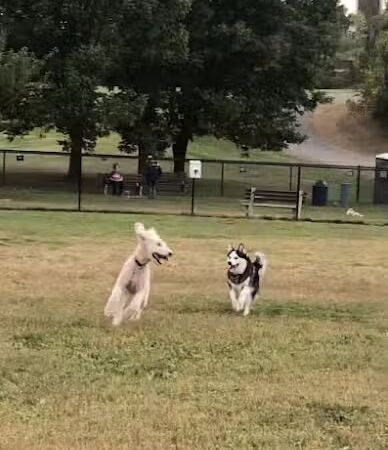 Rocky Hill Dog Park - Rocky Hill, CT