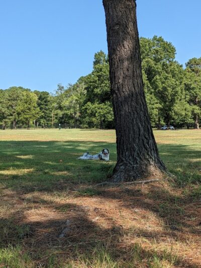 Best Friend's Dog Park - Rocky Mount, NC