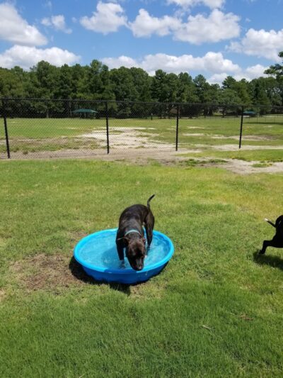 Best Friend's Dog Park - Rocky Mount, NC