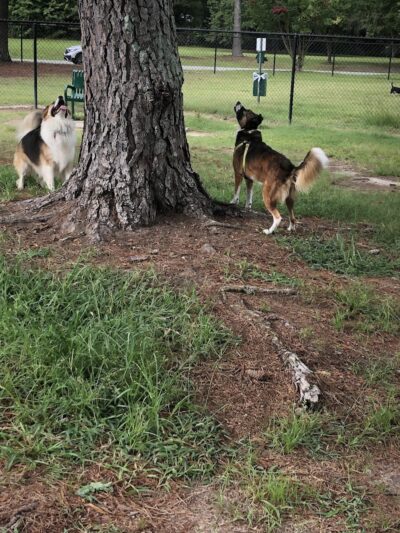 Best Friend's Dog Park - Rocky Mount, NC