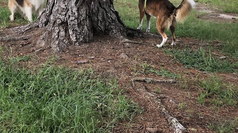 Best Friend's Dog Park - Rocky Mount, NC