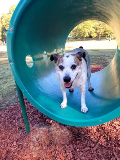 Best Friend's Dog Park - Rocky Mount, NC