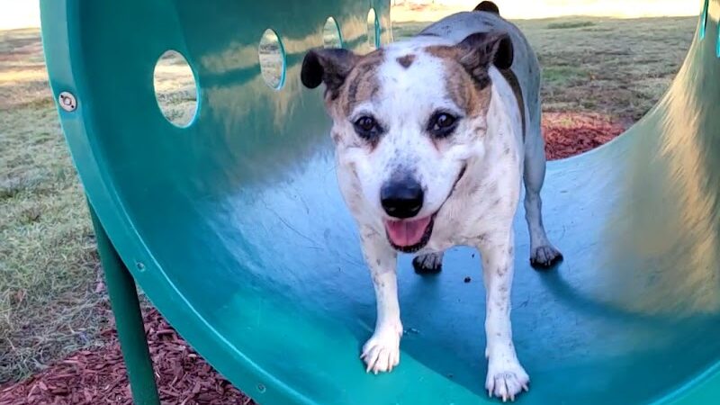Best Friend's Dog Park - Rocky Mount, NC