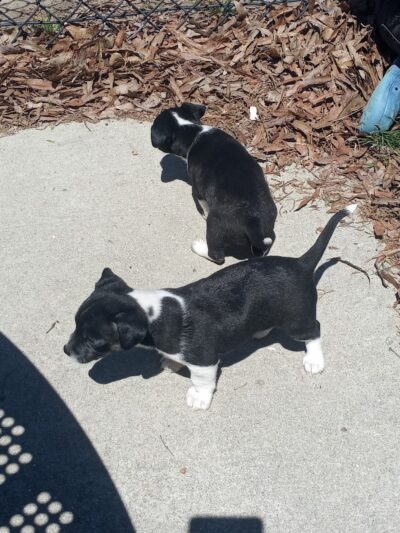 Best Friend's Dog Park - Rocky Mount, NC