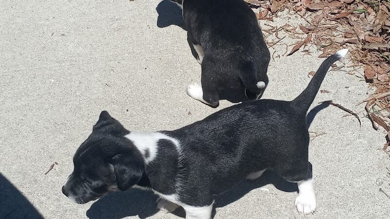 Best Friend's Dog Park - Rocky Mount, NC