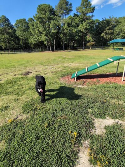 Best Friend's Dog Park - Rocky Mount, NC