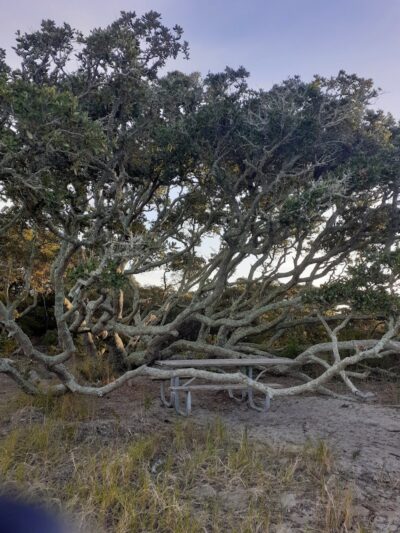 Salvo Day Area Outer Banks - Rodanthe, NC