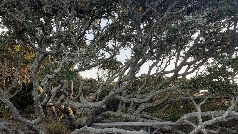 Salvo Day Area Outer Banks - Rodanthe, NC