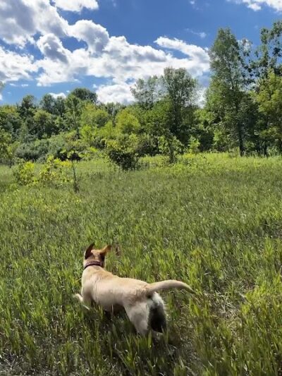 Crow Hassan Dog Park - Rogers, MN