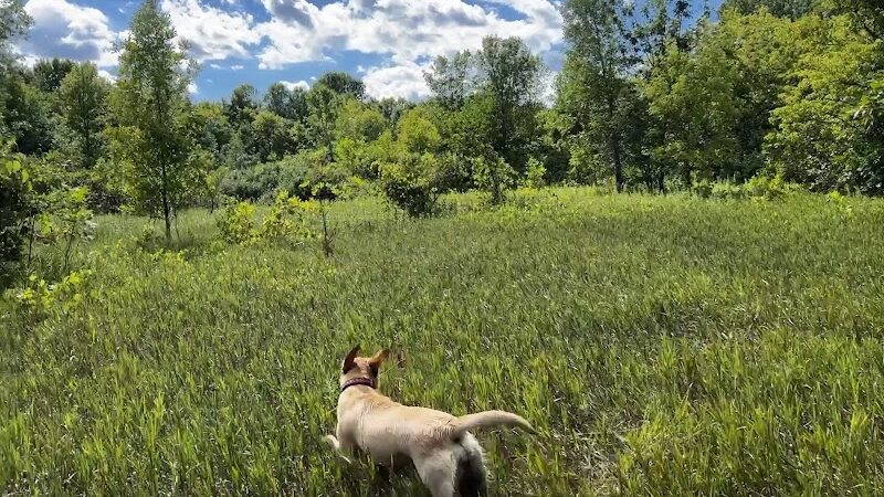 Crow Hassan Dog Park - Rogers, MN