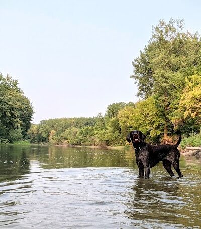 Crow Hassan Dog Park - Rogers, MN