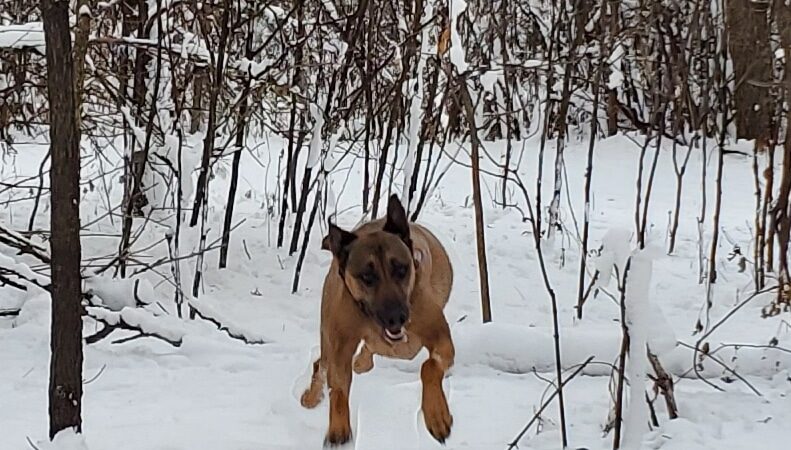 Crow Hassan Dog Park - Rogers, MN